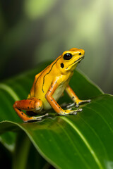 Obraz premium Close-up of a small, cute green tree frog, Hyla arborea, on a leaf, highlighting its eye in nature