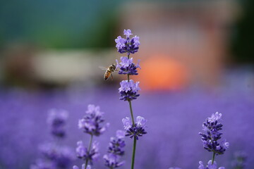 Bee Hovering over Purple Verbena Flowers at Sunset