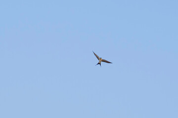 Swallows flying in the blue sky, a summer scene