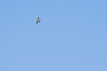 Swallows flying in the blue sky, a summer scene
