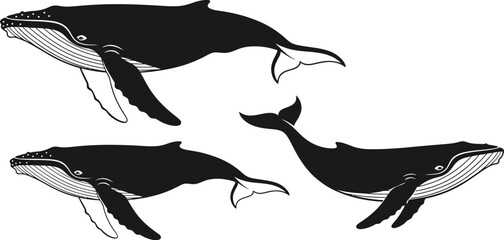 Three humpback whales swimming in different directions in black and white illustration style