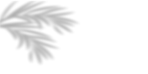 Palm leaf shadow in transparent background, casting natural, tropical vibes. Perfect for summer designs, vacation themes, or product mockups, adding an organic and airy touch.