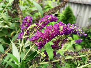 blooming of fragrant buddleia 