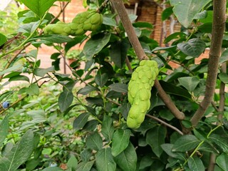 After flowering, magnolia forms a seed box where the seeds ripen