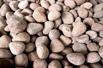 Obraz premium Kluwek or Pangium edule, is a hard-shelled fruit commonly used as a cooking ingredient. It is known for giving a distinctive black color and rich flavor to traditional dishes, especially in Indonesia