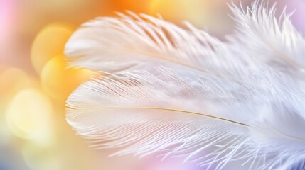 Fototapeta premium Soft Feathers Floating on Colorful Background