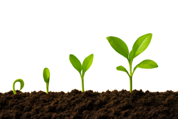 The life cycle of a seedling shows growth stages against a dark background, representing business progress.