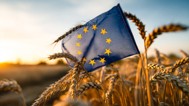 European Union flag caught in a wheat field at sunset