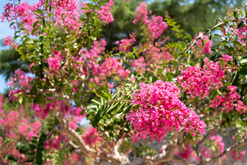 Vibrant close-up of blooming Lagerstroemia indica, also known as crepe myrtle, with bright pink flowers against a sunny summer background
