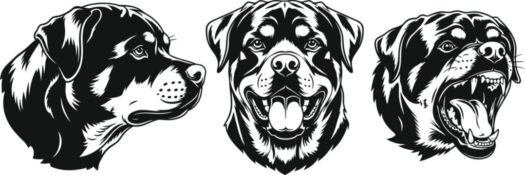 Three rottweiler heads showing different expressions in black and white vector illustration style art