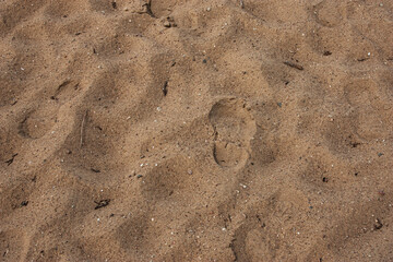 Human footprints on a sandy beach. Sand. The footprints were imprinted in the wet sand