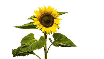Naklejka premium sunflower on white background