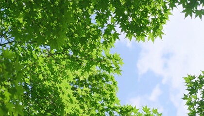 Obraz premium Lush green maple leaves against a bright sky