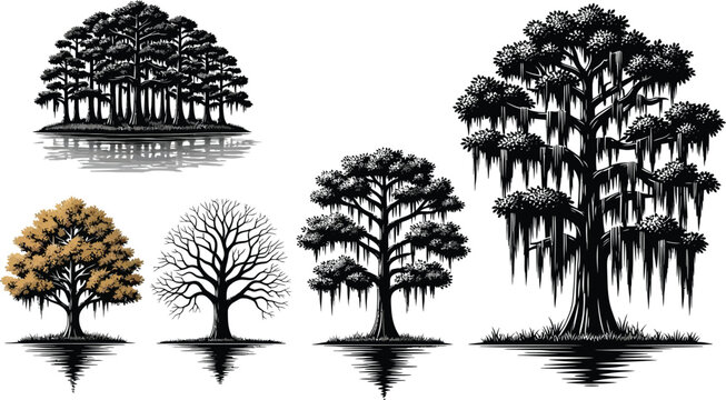Illustration showing a variety of trees including cypress and oak with reflections in water
