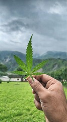 Hand holding a fresh green cannabis leaf against a scenic mountain landscape under a moody cloudy sky. Nature, herbal medicine, and organic farming concept.