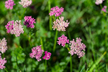 Close-up of pink Mutellina Purpurea Reduron flower at meadow in the Swiss Alps at Lötschental Valley in the Swiss Alps on a sunny day. Photo taken June 19th, 2025, Lötschental, Switzerland.