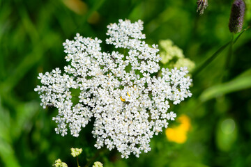 Close-up of Chaerophyllum Villarsii W.D.J Koch flower at meadow in the Swiss Alps at Lötschental...
