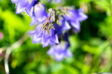 Close-up of purple Campanula Barbata L. flowers at meadow in the Swiss Alps at Lötschental Valley in the Swiss Alps on a sunny late spring day. Photo taken June 19th, 2025, Lötschental, Switzerland.
