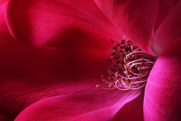 Macro di petali e stami di un fiore di rosa di colore rosa acceso