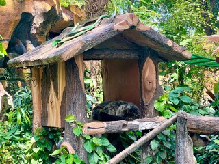Binturong or Asian bearcat sleeping in a wooden house, surrounded by lush and beautiful green trees in the Indonesian forest