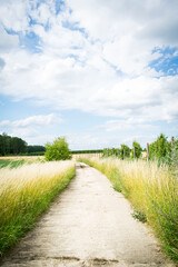 Obraz premium A straight concrete path cuts through vibrant golden grass fields under a bright blue sky with fluffy white clouds, inviting viewers on a tranquil journey through the picturesque countryside.