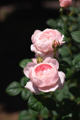 ピンク色の薔薇