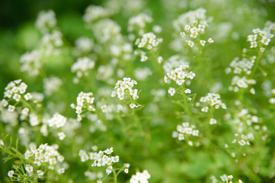 白い菜の花