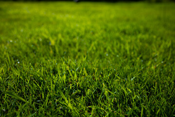Close up view of lush green grass with morning dew