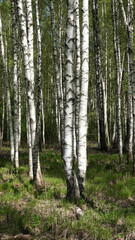 Birch forest illuminated by sunlight, with vibrant green vegetation creating a serene and peaceful atmosphere, ideal for nature themes and outdoor inspiration.