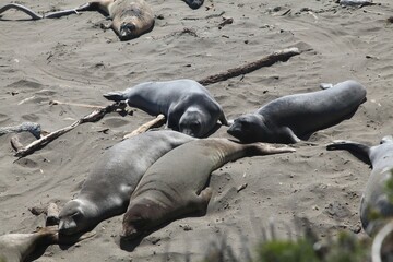 Group of elephant seals basking on a sandy beach. Big Sur, California.