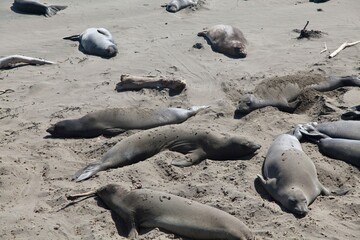 Group of elephant seals basking on a sandy beach. Big Sur, California.