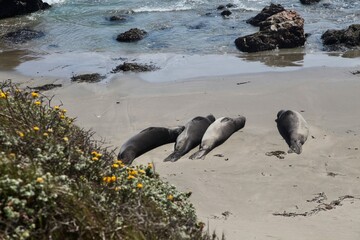Group of elephant seals basking on a sandy beach. Big Sur, California.