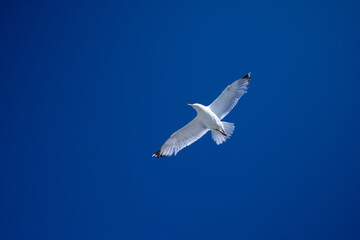 Seagull gliding in clear blue sky with wings outstretched in flight