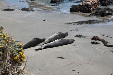 Elephant seals resting on a sandy beach. Big Sur, California.