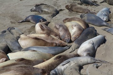 Group of elephant seals resting on a sandy beach.  Big Sur, California.
