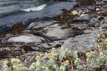 Group of elephant seals basking on a beach. Big Sur, California.