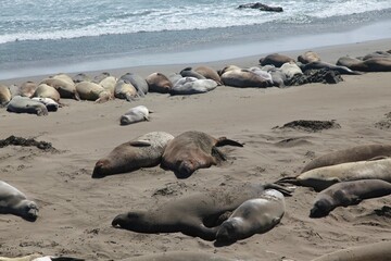 Group of elephant seals resting on a sandy beach. Big Sur, California.