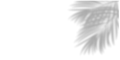 Palm leaf shadow in transparent background, casting natural, tropical vibes. Perfect for summer designs, vacation themes, or product mockups, adding an organic and airy touch.