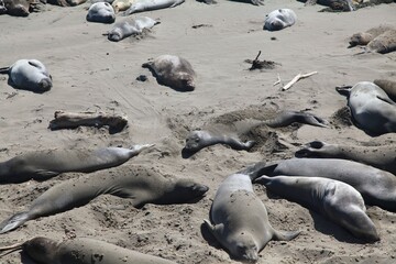 Group of elephant seals resting on a sandy beach under the sunlight. Big Sur, California.