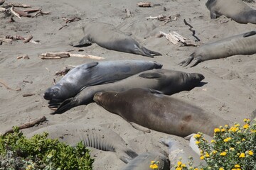 Group of elephant seals resting on a sandy beach with driftwood. Big Sur, California.