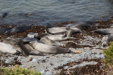 Group of elephant seals resting on a rocky shoreline with seaweed. Big Sur, California.