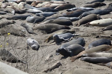Large group of elephant seals resting on a sandy beach. Big Sur, California.