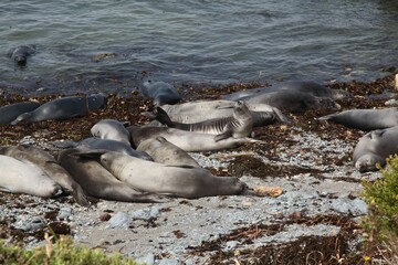Group of elephant seals resting on a rocky shore beside the ocean. Big Sur, California.