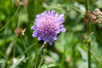 Violet summer flower. Knautia arvensis, field scabious. A beautiful purple flower photo close up. surrounded by soft rounded greenery