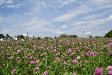A field of blooming clover, Sainte-Apolline, Québec, Canada