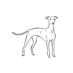 A side profile whippet dog standing. Hand drawn in black and white.