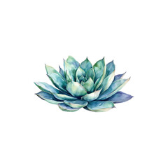 Green Agave Plant with Spiky Leaves Isolated on White Background