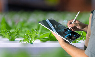 Person using digital tablet to monitor hydroponic lettuce farming, integrating smart agriculture and CO2 neutral technology.