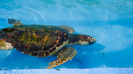 Obraz premium 甲羅が大きい海亀