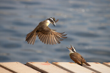 Le belle due Bem te vi di Brasile